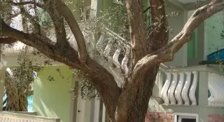 Apartmani Oliva