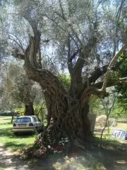 Apartmani Oliva