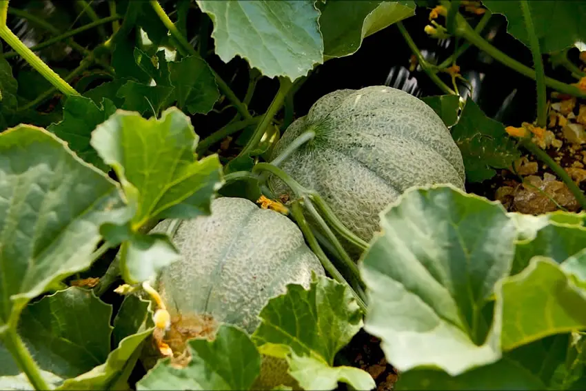 Kompleks Turystyczny Velaris - Villa Vela Luka