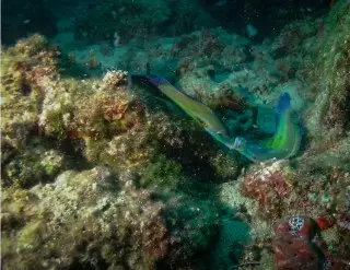 Kompleks Turystyczny Velaris - Villa Vela Luka