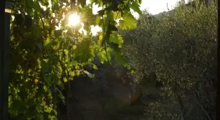 Apartmani Casa di Oliveto
