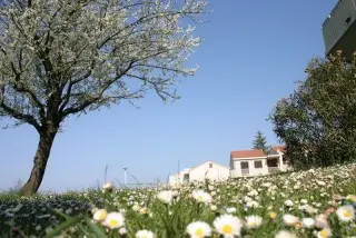 Apartments Katoro Plava Laguna