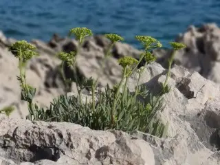 Apartmani Zora