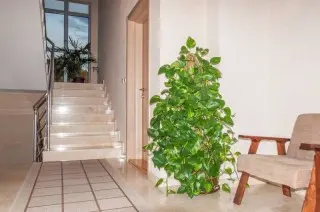 Apartmani Lila Aurea
