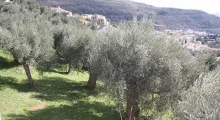 Apartmani Medin BluVista