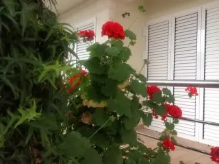Apartmani Boka Residence