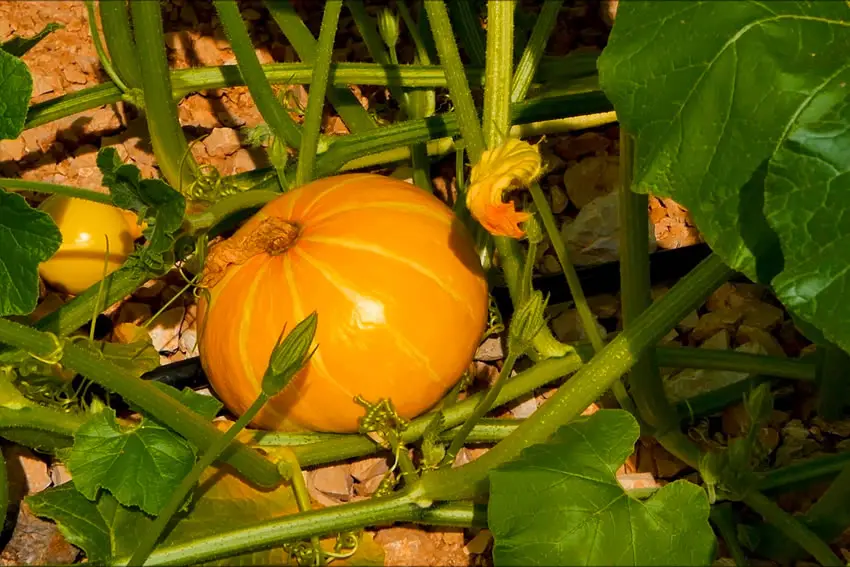 Labranda Velaris Village