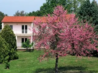 Apartmani Ai Pini