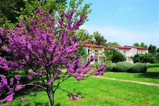 Apartmani Ai Pini