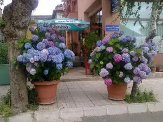 Hotel Mimoza opcja autokar 7/14 dni