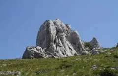 Pansion Roli 