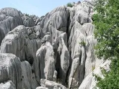 Pansion Roli 