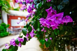 Hotel Villa Bojana