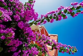 Hotel Villa Bojana
