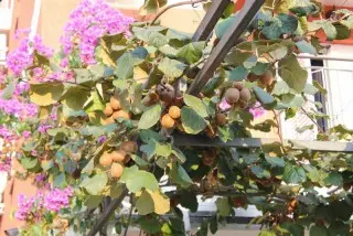 Hotel Villa Bojana