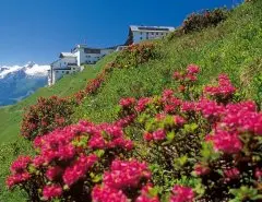 Hotel Latini